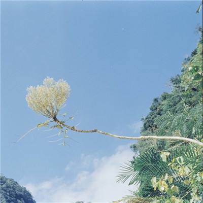 老师你好棒无限鲜花版下载